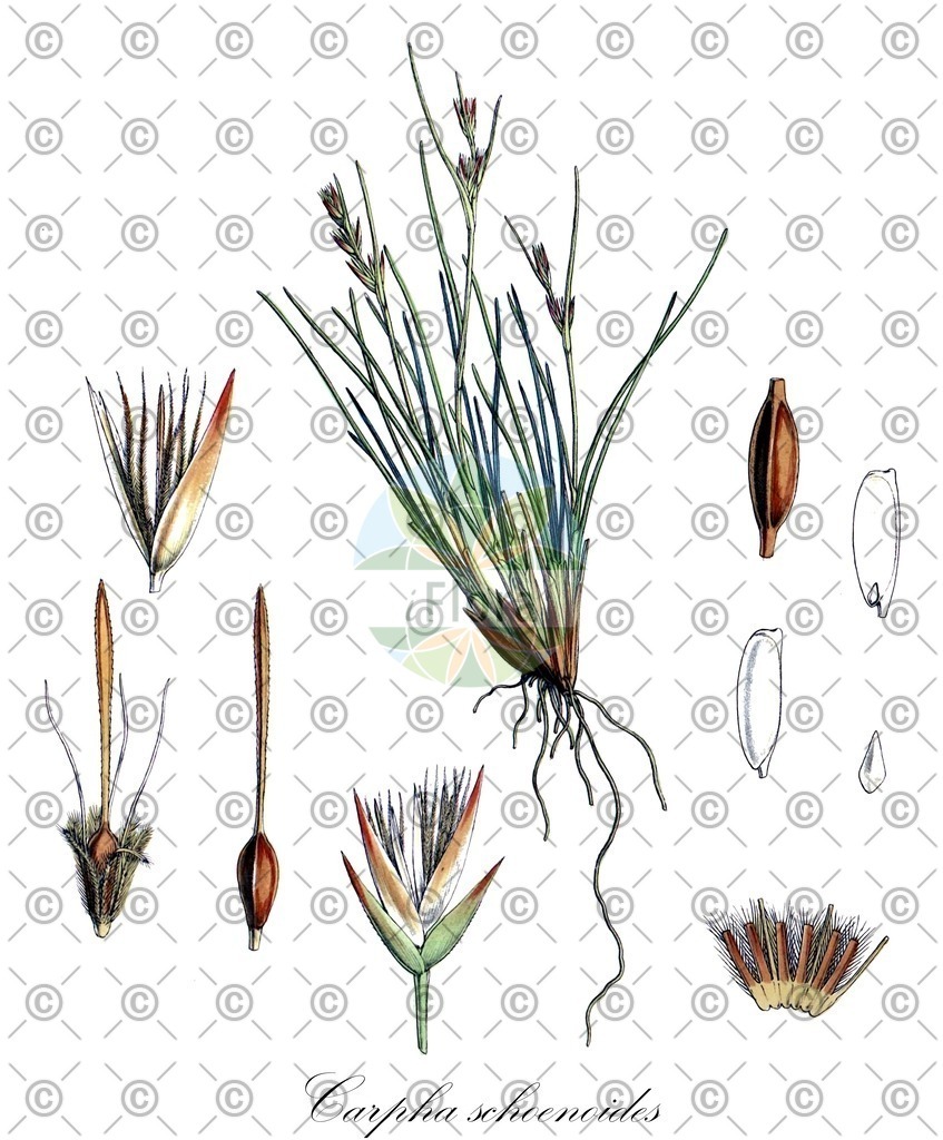 HistAbb_wfo-0000053888_1_ENZY_Simple | Historische Abbildung von Carpha schoenoides - Cyperaceae | Historical Illustration of Carpha schoenoides - Cyperaceae