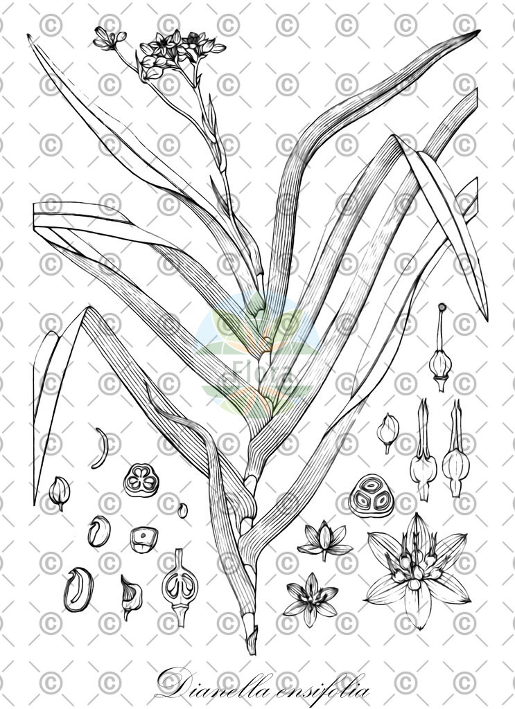 HistAbb_EMP_101363_6_ALPEN_Simple | Historische Abbildung von Dianella ensifolia - Asphodelaceae | Historical Illustration of Dianella ensifolia - Asphodelaceae (cerulean flax-lily)