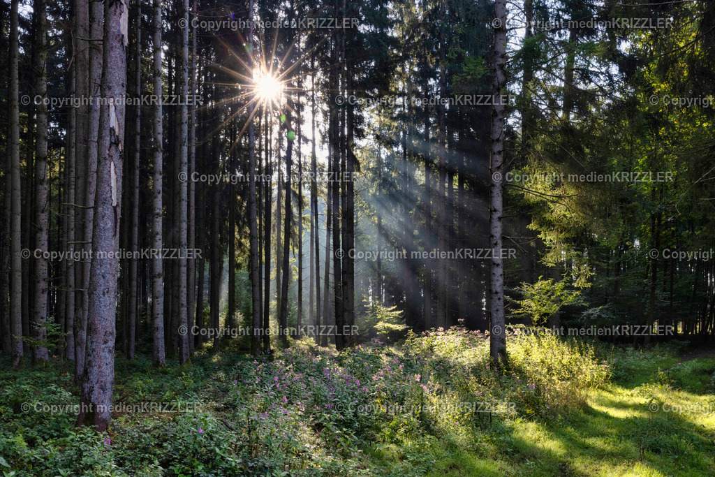 _J3A2253 | medienkrizzler - Realisiert mit Pictrs.com