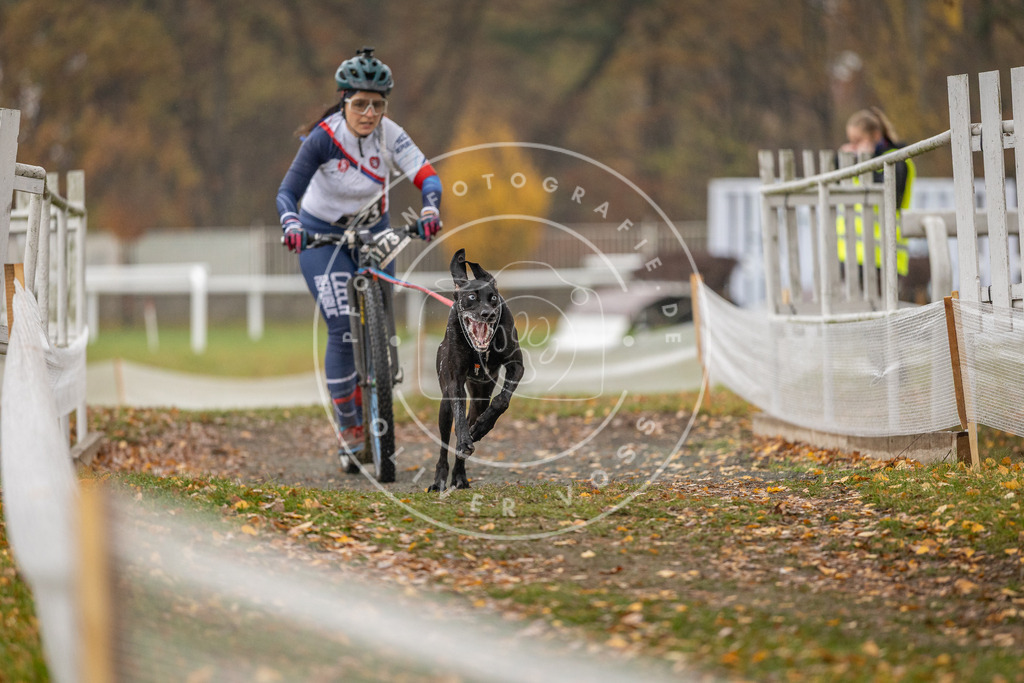 CaniXpix_DV3A8444 | Hundefotografie, Tierfotograf, Pfotenfotografie, Fotoshooting Hund, Hunde Portrait, Hundesport, Hundeportraits, Heideshooting, Hunde, Sportfotograf, Hundefotograf, Turnierhundsport, THS,  - Realisiert mit Pictrs.com