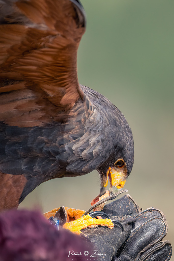 Greifvogl-Zöchling (14 von 23) | Mein Name ist Patrick Zöchling. Auf dieser Website siehst Du meine Projekte als Fotograf und kannst Dir Deine Fotos in Galerien ansehen und herunterladen. Über einen Webshop kannst Du Bilder ausarbeiten, auf T-Shirt drucken usw. - Realisiert mit Pictrs.com