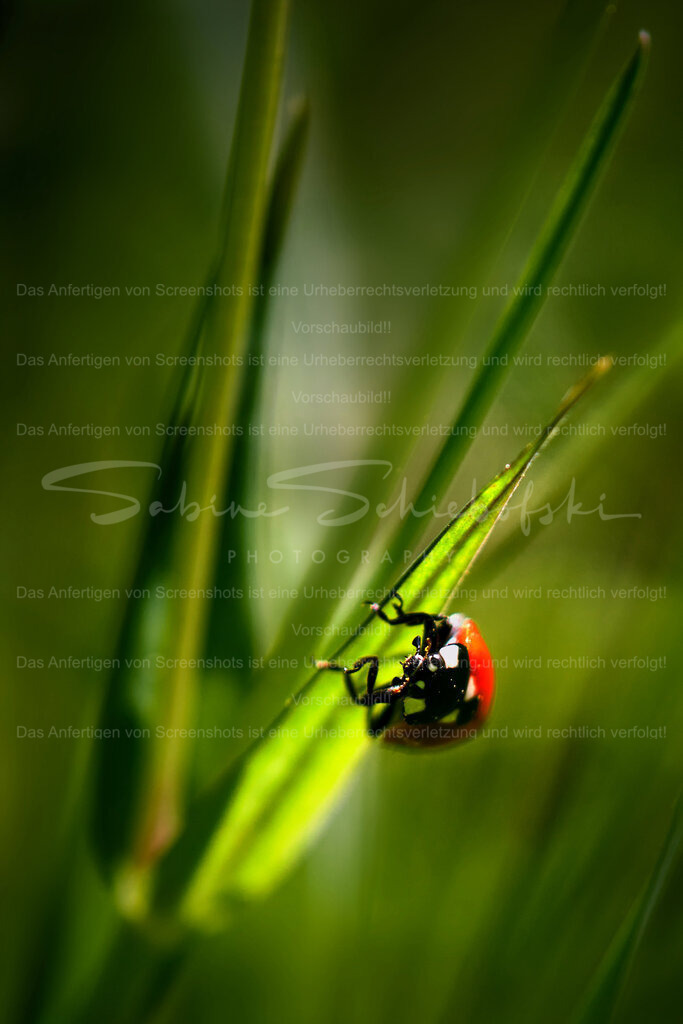 Wandbild Marienkaefer | Exklusive Naturfotografie für stilvolle Wanddekoration ★ Premium Wandbilder Made in Germany ✔️ FineArt Drucke & Downloads ✔️ Brillante Farben, höchste Qualität & weltweiter Versand ✔️ - Realisiert mit Pictrs.com