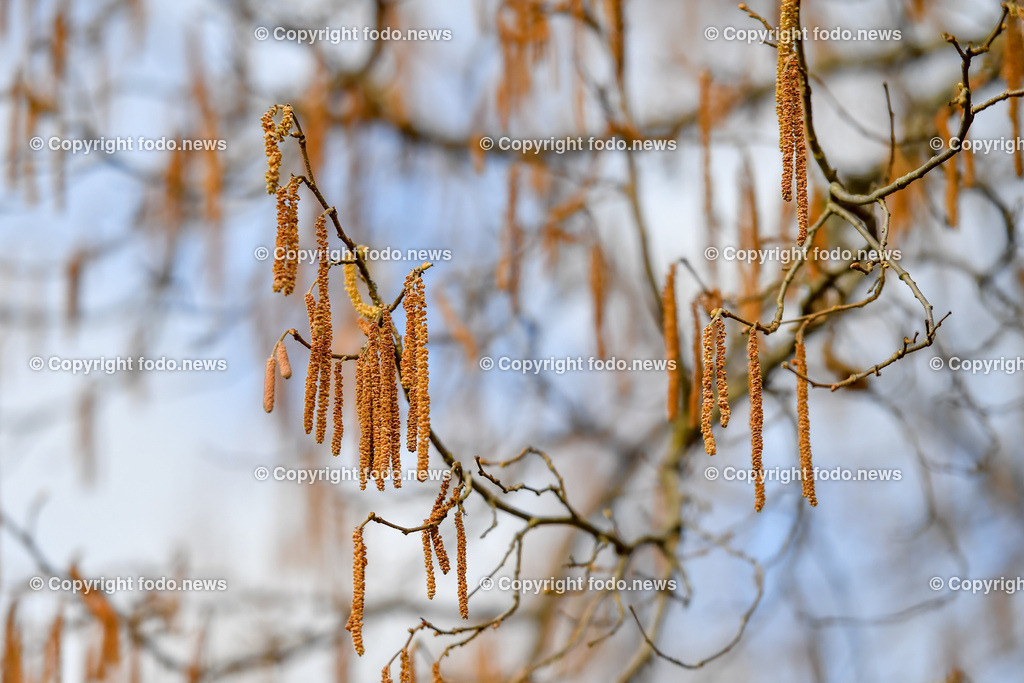 Haselnuss_ Pollen_ Fruehling_ 04.03.2022-1 | 4.03.2022, Linz, AUT, Haselnuss, Haselstaude, Pollen, Allergie, Allergiker, im Bild Themenbild, Haselnuss, Haselstaude, Pollen, Allergie, Allergiker, Bluetezeit, Fruehling, Strauch
