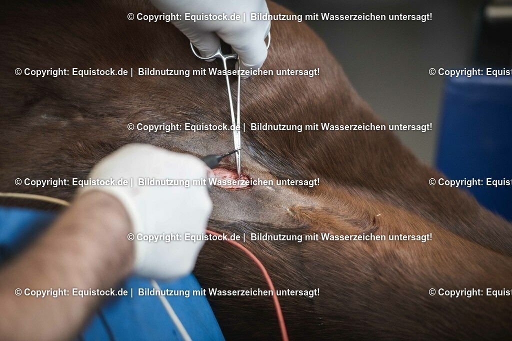 20201126_Sarkoid-Entfernung_0023 | equistock