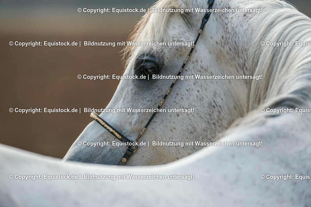 20160312_Auge_0001 | equistock