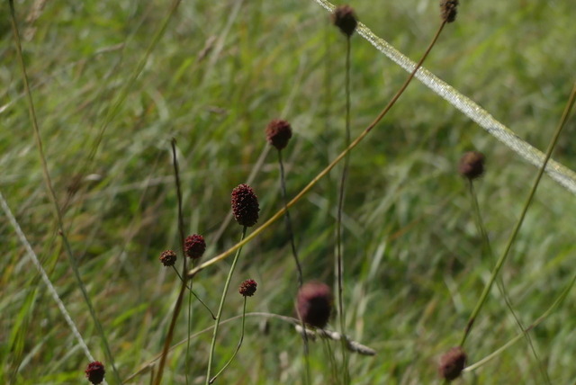 Großer Wiesenknopf | Verkauf von Fotos und  Videoclips zumThema Natur.Motive sind Pflanzen, Tiere, Landschaftenund Wetter - Realisiert mit Pictrs.com