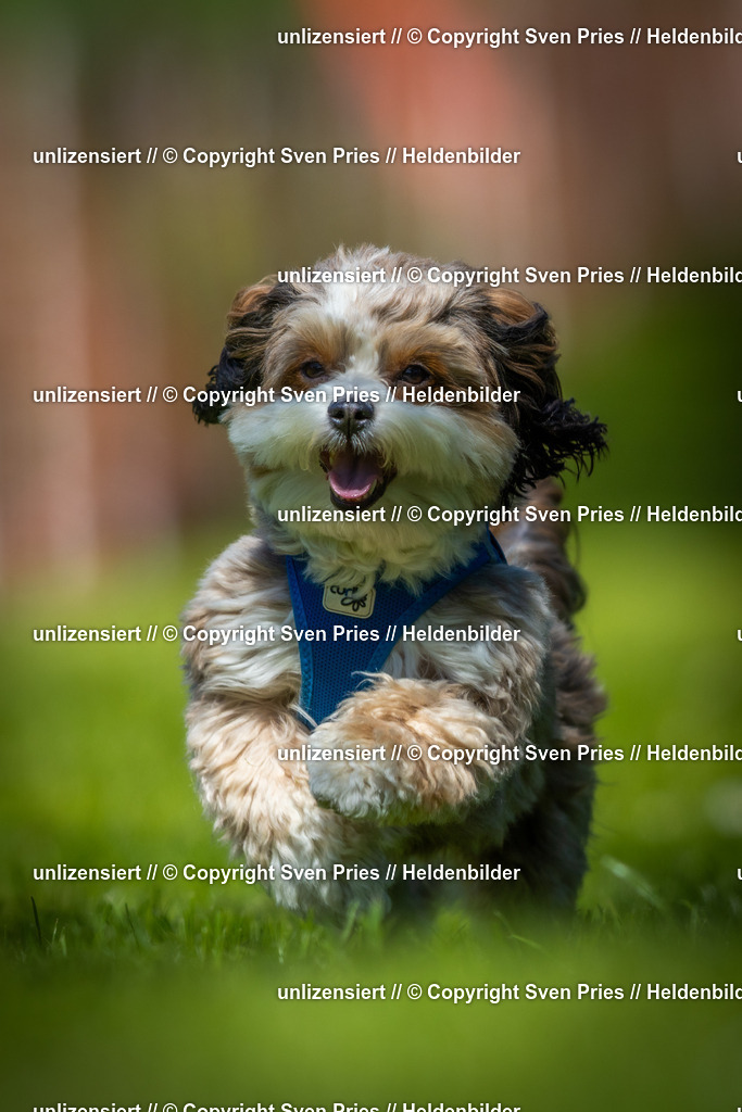 Hunderennen_April_2026_446 | 2026-04-26 - Hunderennen Baden-Oos April 2026 - Realisiert mit Pictrs.com
