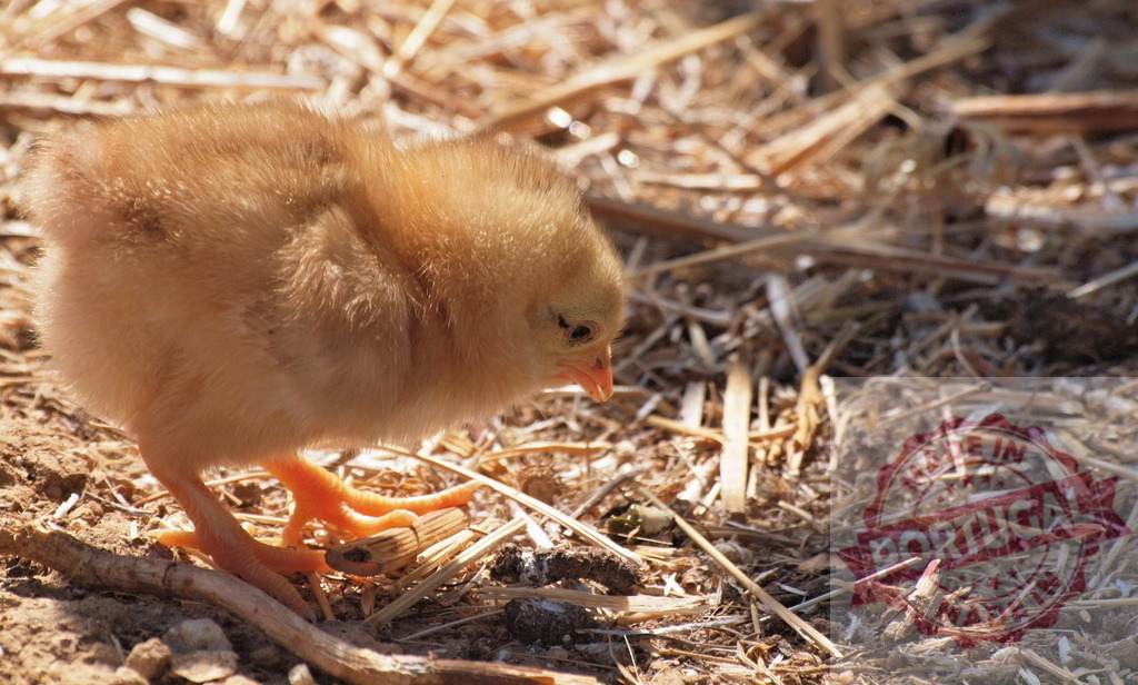 Chick exploring straw and dirt with sunlight | Fluffy chick actively looking for food in a warm farm environment - Realized with Pictrs.com