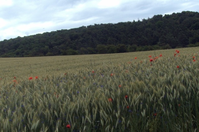 Feld mit Mohn- und Kornblumen | Verkauf von Fotos und  Videoclips zumThema Natur.Motive sind Pflanzen, Tiere, Landschaftenund Wetter