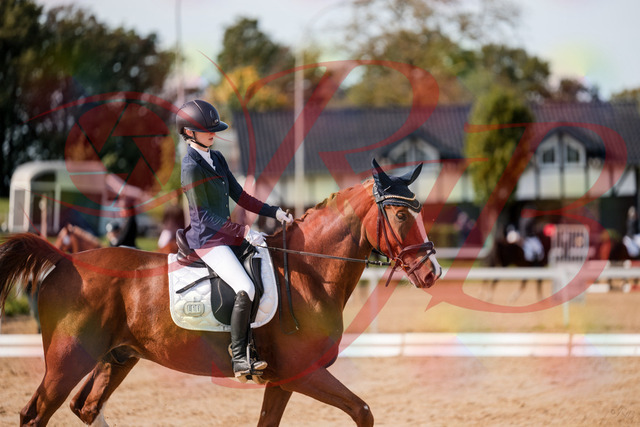 2026_10_03_Siefer-Hof_123708_Z63_54967696 | Professionelle Reitsport-, Turnier- und Eventfotografie von Robert Broda. Galerien mit ausgewählten und bearbeiteten Bildern direkt online ansehen und bestellen.