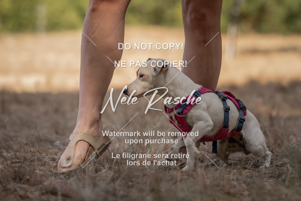 nelerasche_soDD2_230 | nelerasche