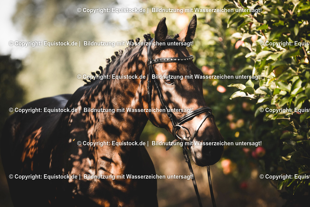 TS_20160925_Portrait_Braunes_Pferd_0001 | Foto: Thomas Hartig