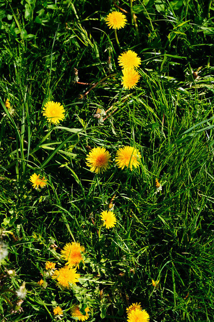 Löwenzahn Wiese | Frühlings-Klassiker - Mut &amp; Lebensfreude in voller Blüte.Yin-Yang Balance zwischen Grün und Gelb, Solar-Plexus-Energie. PRIVAT: Überall wo du Lebensfreude brauchstWohnzimmer • Yoga-Zimmer • Homeoffice • Schlafzimmer • Kreatives StudioMeditationsraum • Therapieraum • Wohnbereich B2B: Yoga-Studios, Wellness-Center, Therapiepraxen, Meditationszentren, Kunstgalerien, Kreativ-Workshops WELLNESS: Optimismus &amp; Lebensfreude, Achtsamkeit &amp; Präsenz, Sonnenlicht &amp; Energie, Mut &amp; HoffnungSolar-Plexus-Chakra Aktivierung - Realisiert mit Pictrs.com