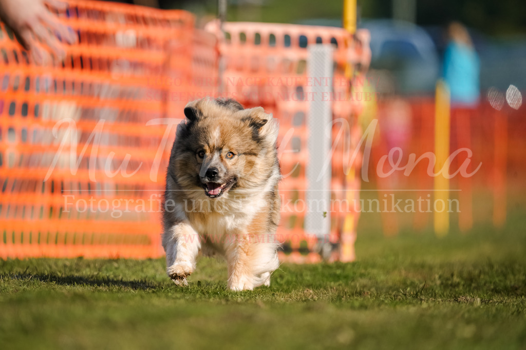 20250928_Hunderennen-103 | MuT (Mensch und Tier) mit Mona - Fotografie und Tierkommunikation - Realisiert mit Pictrs.com