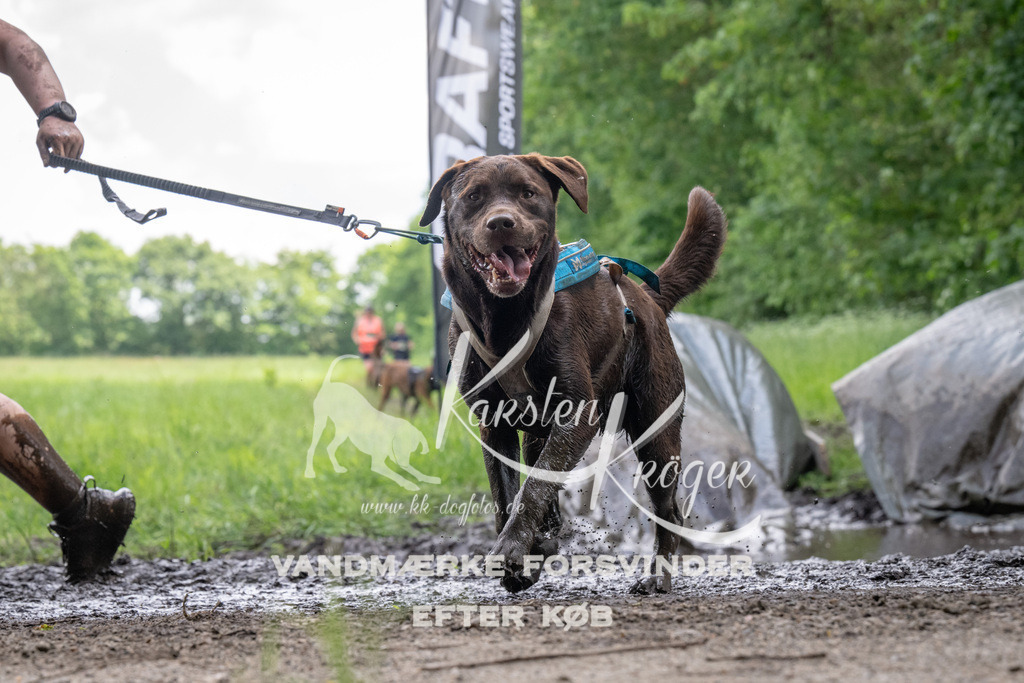 1238_ZZ92756 | kk-dogfotos