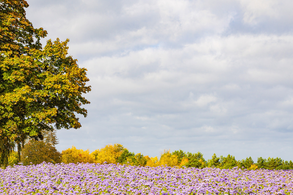 Landschaft im Herbst  mit Bäumen und Büschelschön bei Warin | Landschaft im Herbst  mit Bäumen und Büschelschön bei Warin.