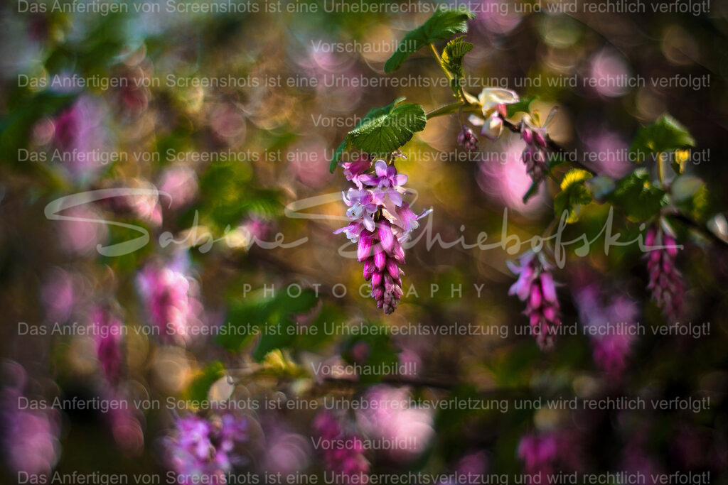 Wandbild Zierjohannisbeere | People- und Tierfotografie, Imageaufnahmen, Veranstaltungsfotografie und Wandbilder aus der Natur ★ Made in Germany ✔️ Druck + Downloads ✔️ Naturfotografie in Top Qualität ★ schneller Versand, weltweite Lieferung! - Realisiert mit Pictrs.com