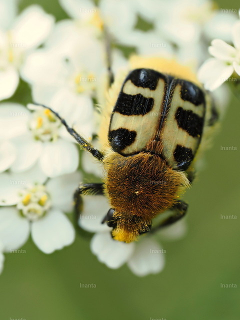 Gebänderter Pinselkäfer (Trichius fasciatus) | Der Gebänderte Pinselkäfer (Trichius fasciatus) ist ein 9–12 mm großer, stark behaarter Blatthornkäfer mit gelben bis orangefarbenen Flügeldecken und variabler schwarzer Bänderung. Er gehört zur Unterfamilie der Rosenkäfer und wird häufig auf Blüten, besonders Doldenblütlern, beobachtet. –  – The Bee Beetle (Trichius fasciatus) is a 9–12 mm strongly hairy scarab beetle with yellow to orange elytra and variable black banding. It belongs to the rose chafer subfamily and is commonly found on flowers, especially umbellifers. - Realisiert mit Pictrs.com