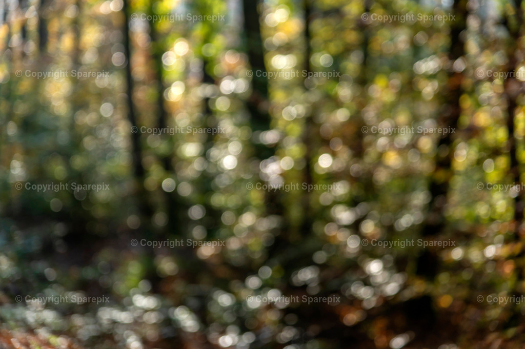 CRO_Autumn_Forest10_Bokeh | sparepix - Realisiert mit Pictrs.com