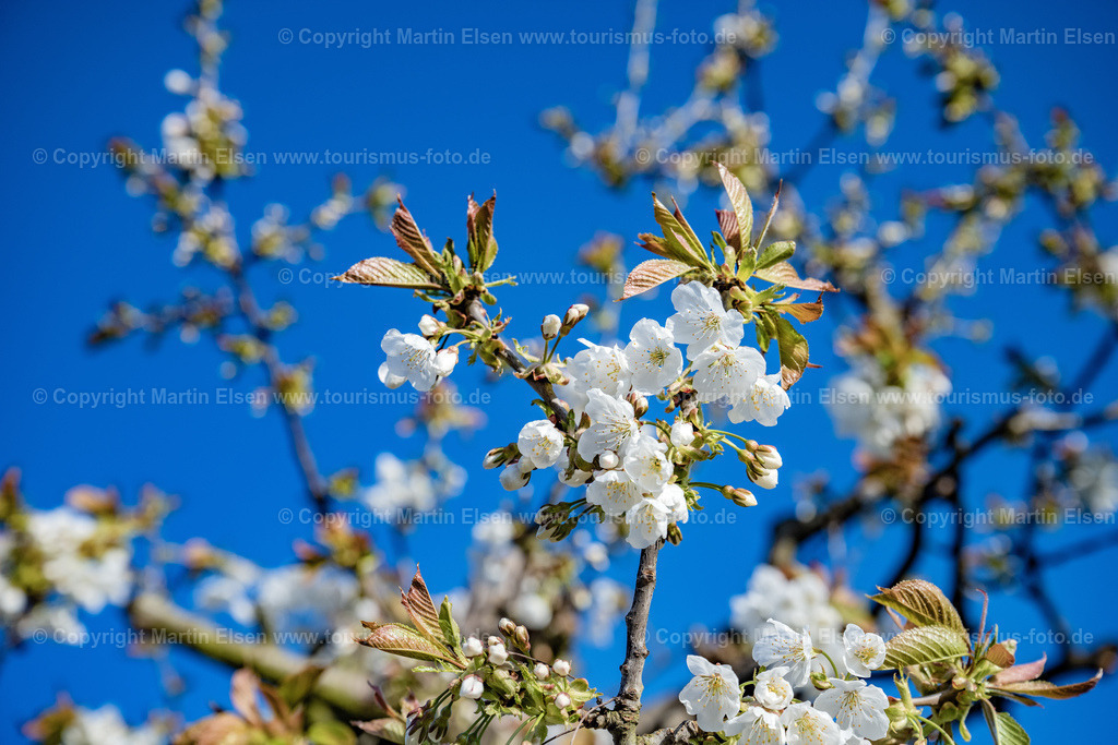 Kirsch Blüte_ELS_9669250422 | Fotos aus den Touristenorten aus Norddeutschland. - Realisiert mit Pictrs.com