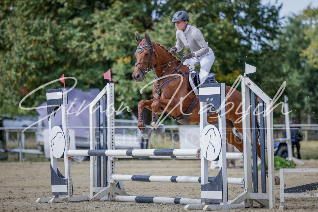 20250906-_3LI6097 | Tierfotografie Pferde, Hunde, Katzen, Haustiere.
Turnierfotografie Reitturniere, Reiten, Springreiten, Dressur in Hanau, dem Main-Kinzig-Kreis und dem Rhein-Main- Gebiet um Frankfurt
