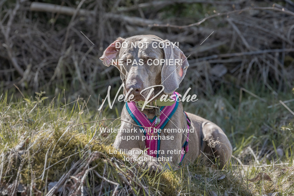 6Z1A0910 | nelerasche