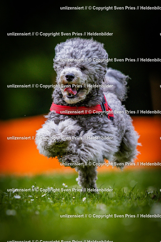 Sven Pries | 2025-05-29 - Pudelrennen KA-Durlach - Realisiert mit Pictrs.com