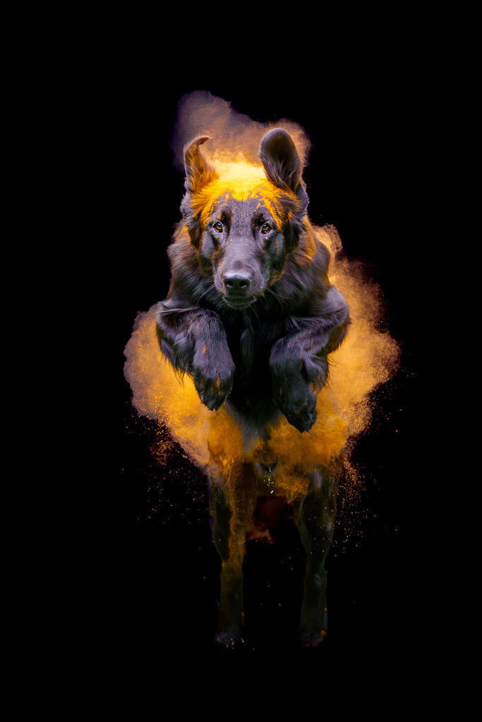 allesWIRTHgut Tierfotografie - 7IV05266-Verbessert-RR-Bearbeitet | Professionelle Tierfotografie in Mönchengladbach von Daniel Wirth (allesWIRTHgut). Liebevolle & natürliche Bilder von Hunden & Katzen für unvergessliche Erinnerungen.