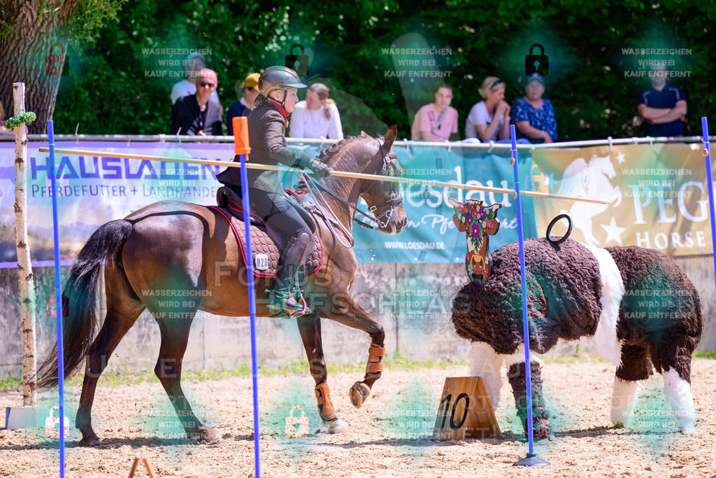 03052026-Giesenbach-05-Stiltrail-0442 | Fokus Hufschlag Fotografie - Realisiert mit Pictrs.com