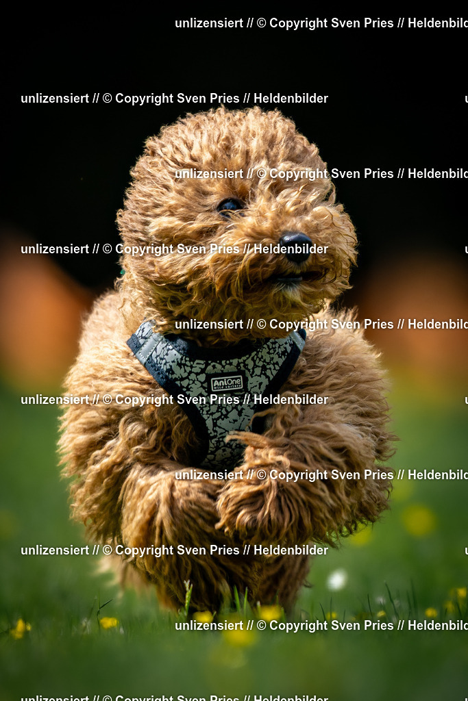 Sven Pries | 2026-05-14 - Hunderennen KA Durlach Vatertag 2026 - Realisiert mit Pictrs.com