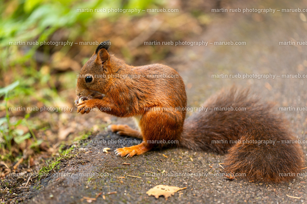 Lunch time (horizontal) | Squirrel in it's natural habitat - Realisiert mit Pictrs.com