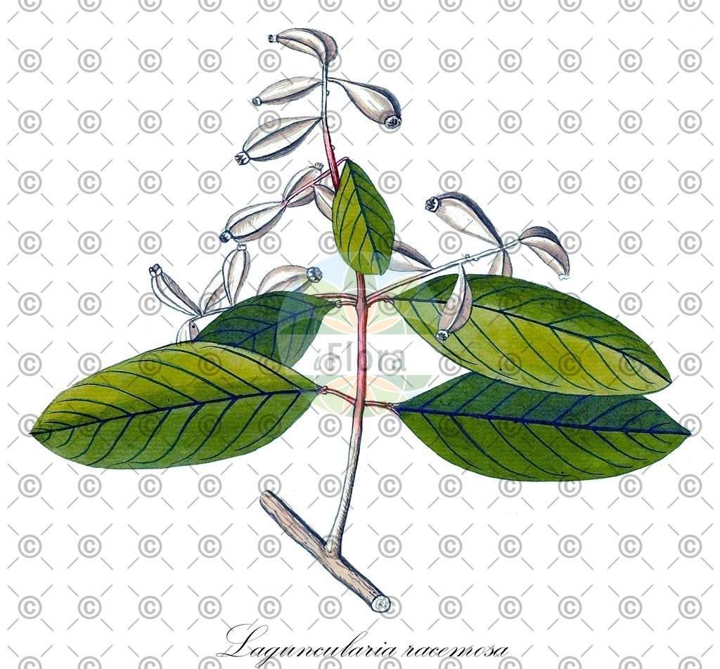 HistAbb_EMP_69298_1_SIMPLE | Historische Abbildung von Laguncularia racemosa - Combretaceae | Historical Illustration of Laguncularia racemosa - Combretaceae
