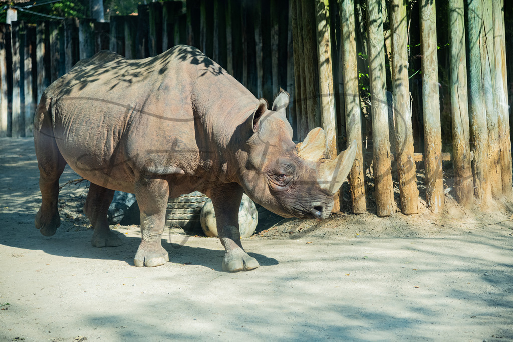 tiere-1-6 | fotografie-derks - Realisiert mit Pictrs.com