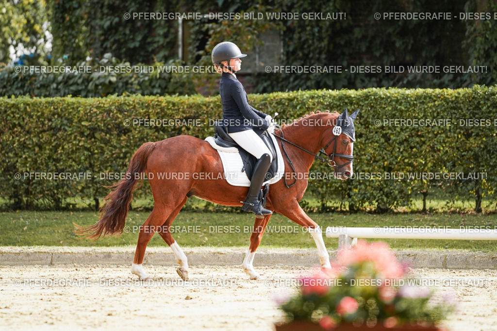 DSC04061 | Pferdegrafie