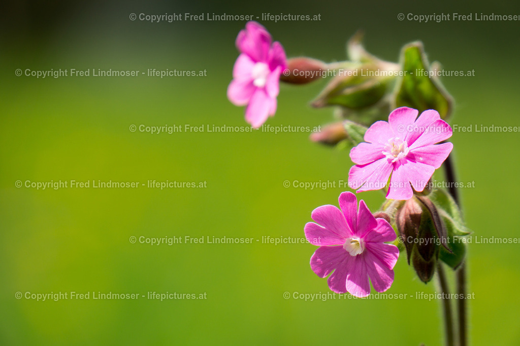 Sauwand Mariazell Rundwanderung DSC05603 | Fotos und Fotoprodukte - Realisiert mit Pictrs.com