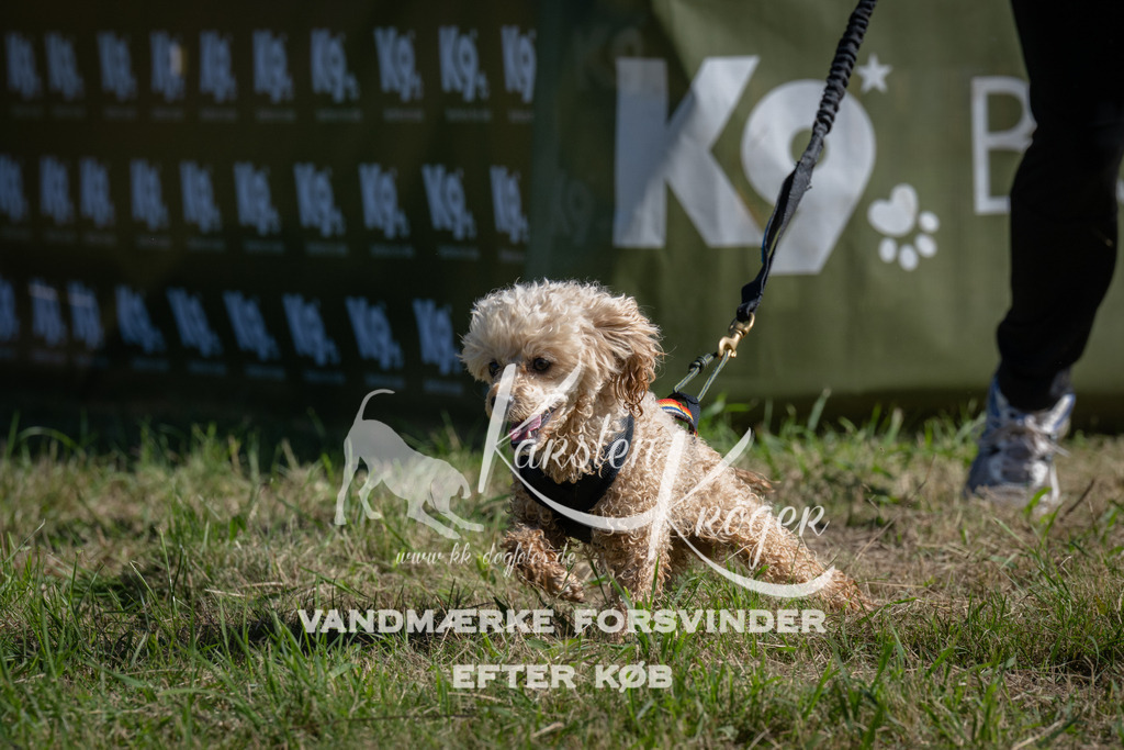 1009_ZZ97692 | kk-dogfotos