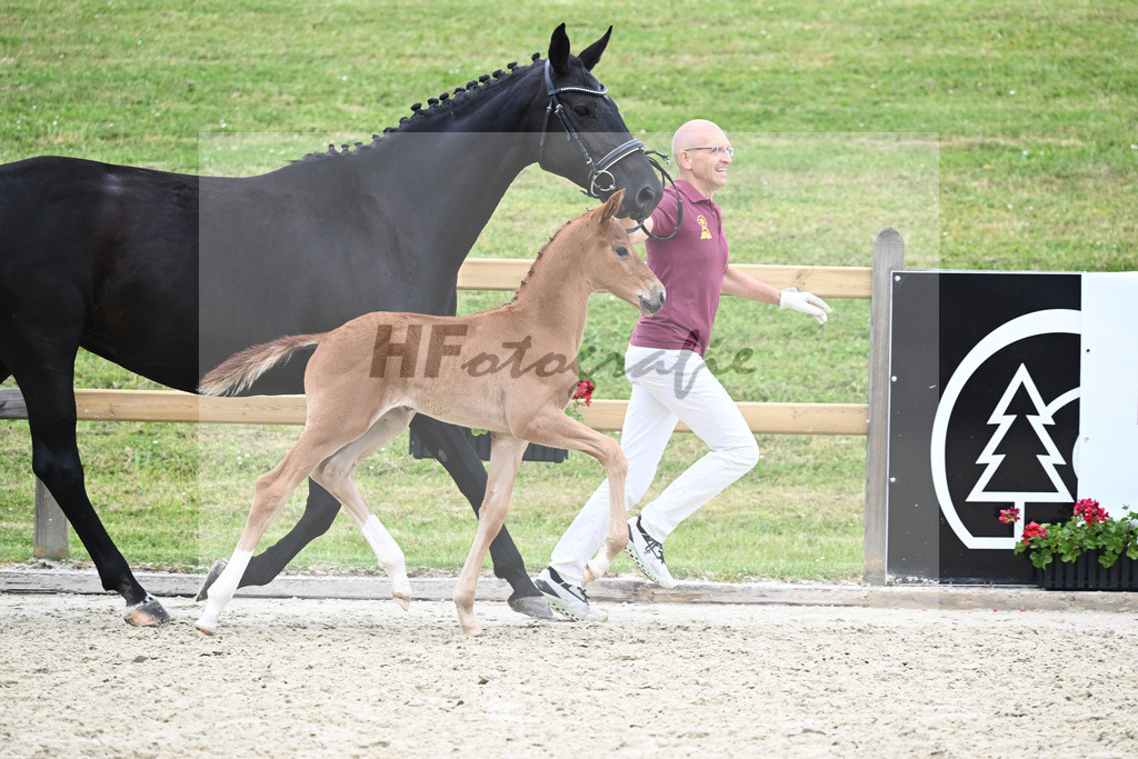 Kat-Nr. 41 HF DSP Va Bene_Lechl_17230930 | hf-fotografie - Realizzato con Pictrs.com