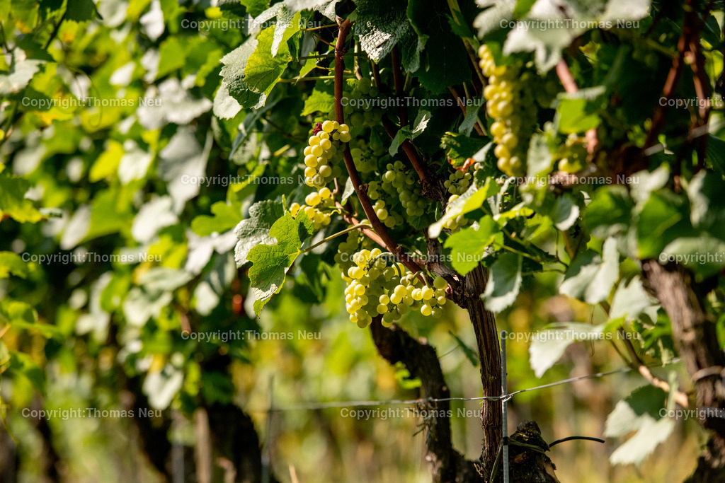 DSC_1891 | Hochwertige Fotografien aus Bensheim, der hessischen Bergstraße und dem Odenwald. Stadtansichten, Landschaften und historische Motive von Fotograf Thomas Neu- als Datei und Print erhältlich