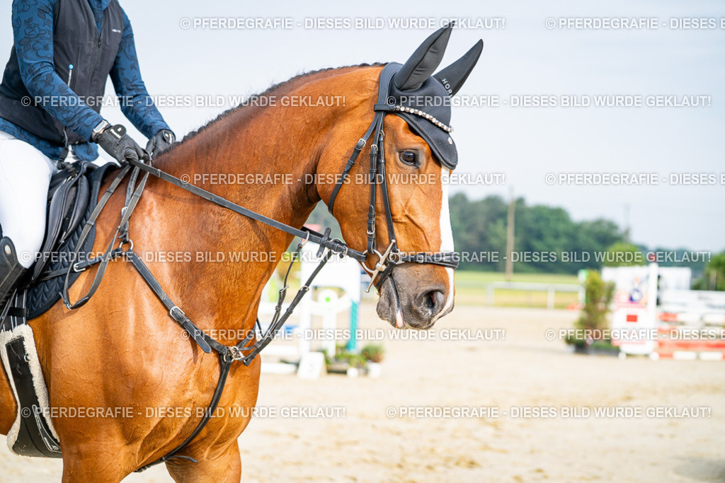 DSC08353 | Pferdegrafie