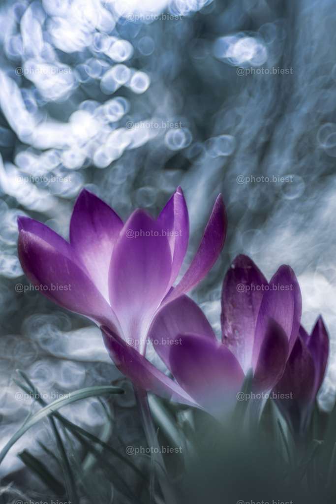 Eissturm | Krokusse bei eisigem Wetter. - Realisiert mit Pictrs.com