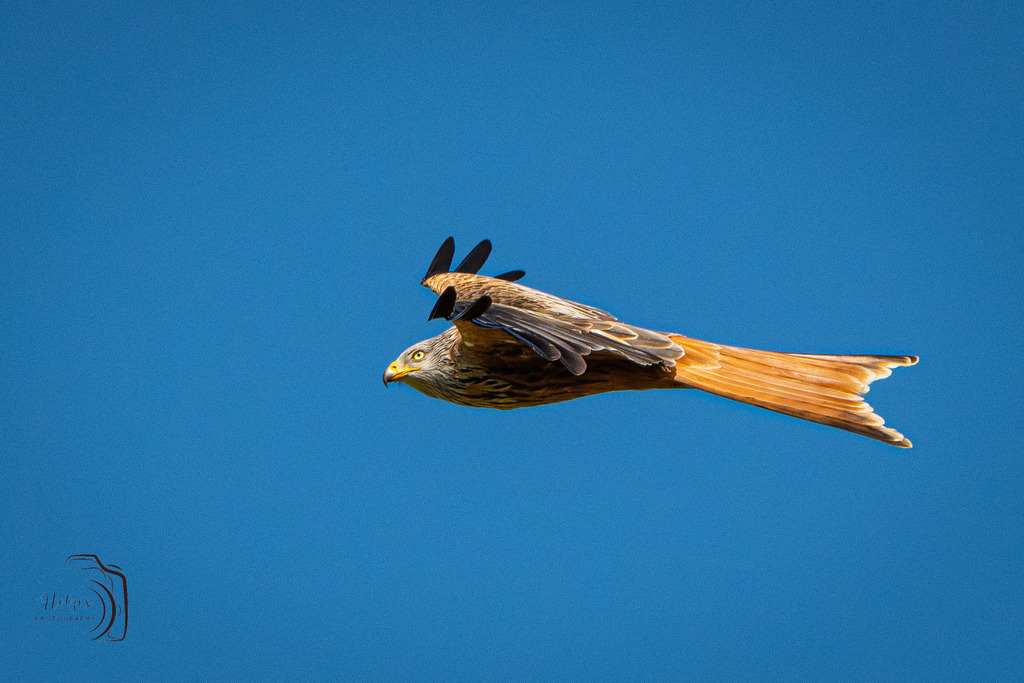 Rotmilan | Holzisphotography, Landschaftsfotografie, Wildlifefotogorafie - Realisiert mit Pictrs.com
