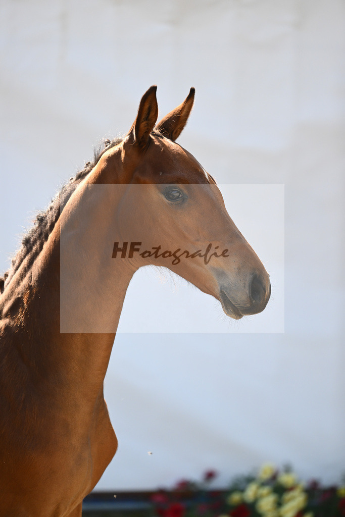 Kat-Nr. 1 HF Quiwi Dream_PBM Pfefferle GmbH_12230158 | hf-fotografie - Realizzato con Pictrs.com