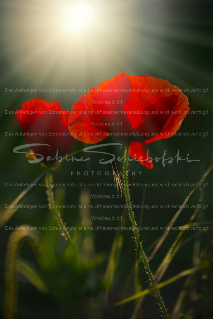 Wandbild Mohn mit Sonnenstrahlen #02 | Die Sonne lässt den Mohn aufleuchten - Realisiert mit Pictrs.com