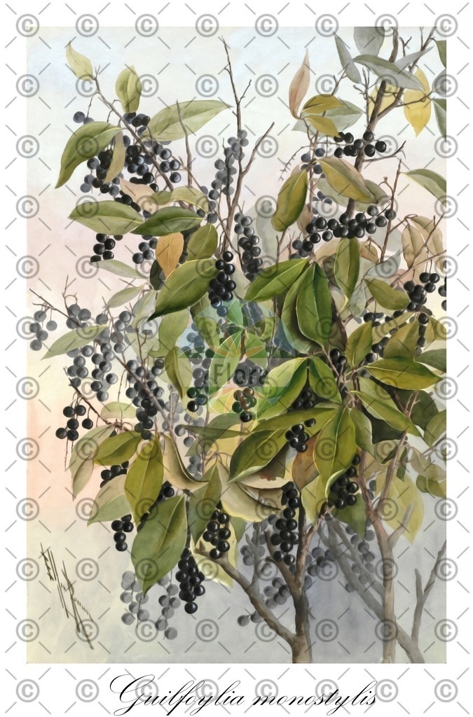 HistAbb_wfo-0000711789_1_ENZY_Simple | Historische Abbildung von Guilfoylia monostylis - Surianaceae | Historical Illustration of Guilfoylia monostylis - Surianaceae