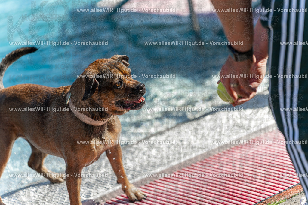 Hundeschwimmen_Volksbad_2026-allesWIRTHgut_Tierfotografie-2609061123-103342-7R509597 | Professionelle Tierfotografie in Mönchengladbach von Daniel Wirth (allesWIRTHgut). Liebevolle & natürliche Bilder von Hunden & Katzen für unvergessliche Erinnerungen.
