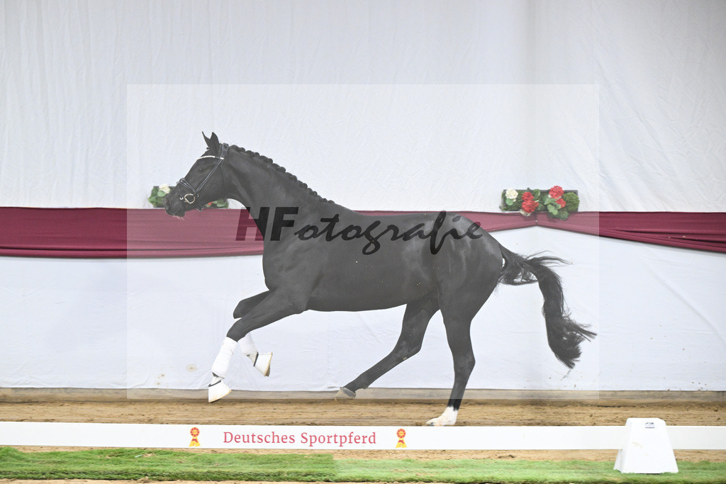 Kat-Nr. 58 Feliciano x San Amour I_Ida Vavrikova_47252180 | hf-fotografie - Realisiert mit Pictrs.com