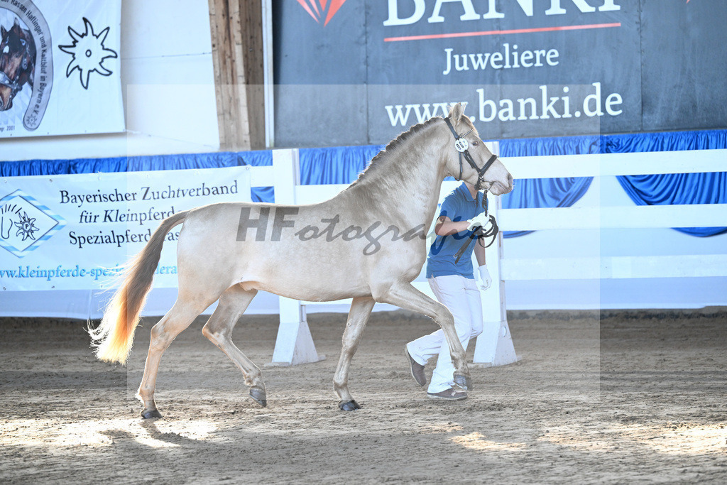 Kat-Nr. 2 Bonito Salazar v. Trianero PT_Abfalter GmbH _ Co. KG_9260016 | hf-fotografie - Realisiert mit Pictrs.com