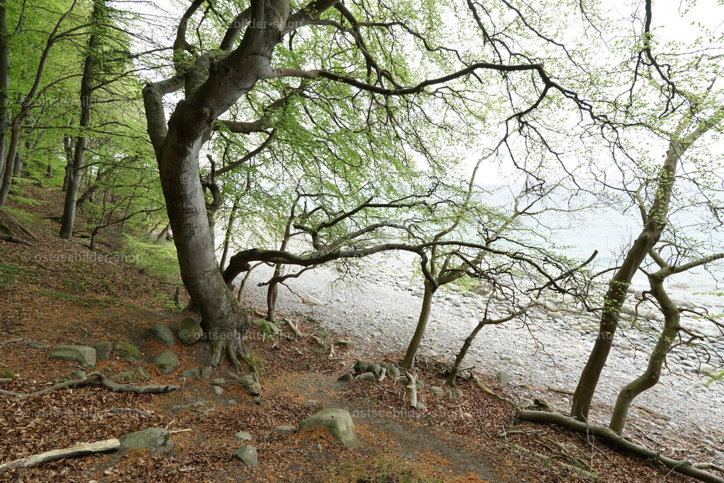 Bäume, die tanzen | Im Norden der Halbinsel Jasmund wachsen die Bäume am Steilhang des Ufers bis an den Strand heran.