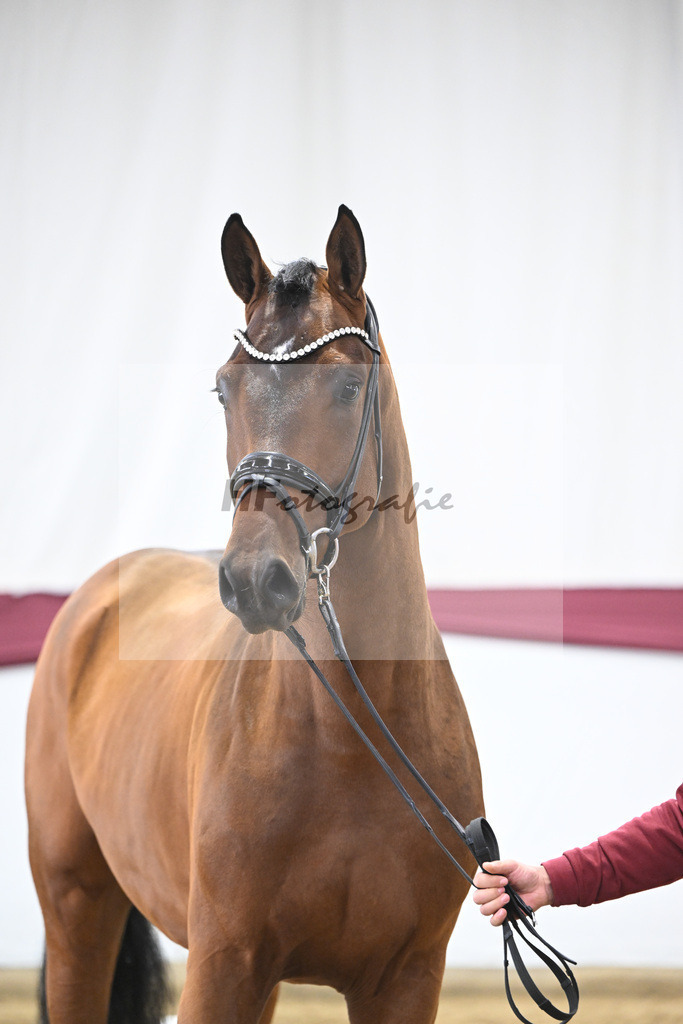 Kat-Nr. 116 Fusionist x Brentano II_Frederik Vekens_47253869 | hf-fotografie - Realisiert mit Pictrs.com