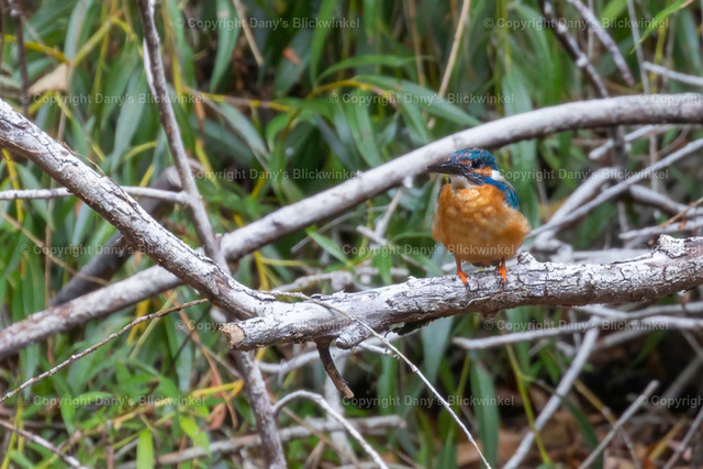 2018117 | Tierfotografie, Tierkalender, Tierbilder, Insekten, Spinnen, Vögel, Schmetterling, Libellen, Leinwand, Colorkey, Qualität, Geschenkartikel, Geschenk - Realisiert mit Pictrs.com